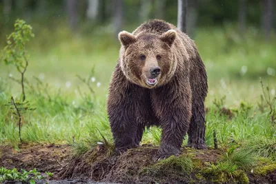 Медведи-каннибалы перекрыли туристическую тропу на Камчатке - Российская  газета