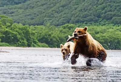 Медведи Камчатки - экскурсии и туры с BigFootTrip