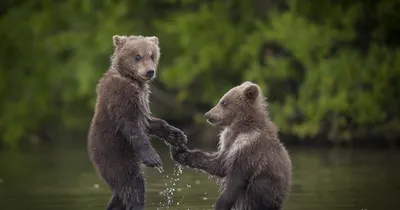 wildlifephoto.ru: Камчатский бурый медведь Камчатский бурый медведь