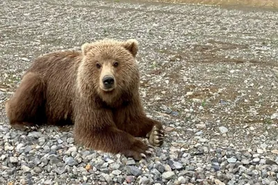 Нашествие медведей на Камчатке — трансляция