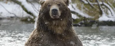 Камчатский медведь,с рыбой в зубах…» — создано в Шедевруме