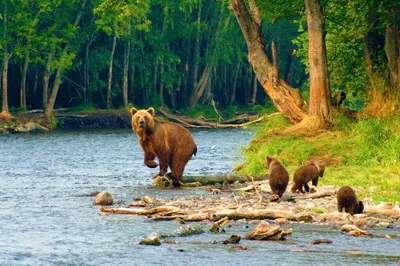 Медведи Камчатки - экскурсии и туры с BigFootTrip