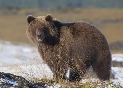 Медведи в естественной среде Камчатки (8 дней + авиа) - Туры на Камчатку из  Москвы