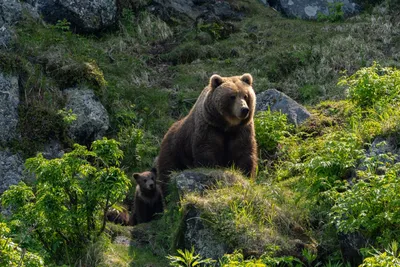 Камчатский медведь — Фото №1431877