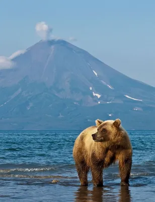 Камчатский бурый медведь признанный король полуострова. | Загадочный и  неповторимый мир | Дзен