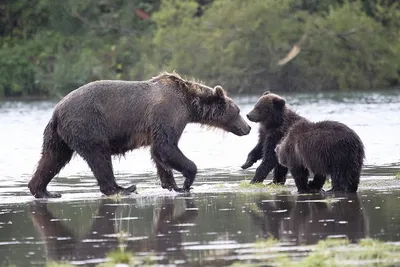 Как выжить среди медведей. Медведи Камчатки. South Kamchatka Reserve, brown  bears - YouTube