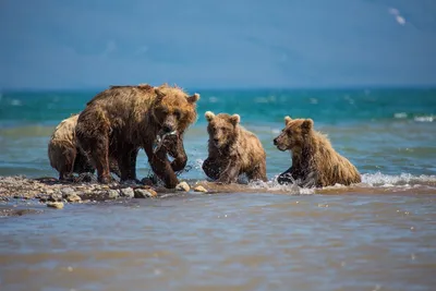 wildlifephoto.ru: Камчатский бурый медведь Камчатский бурый медведь