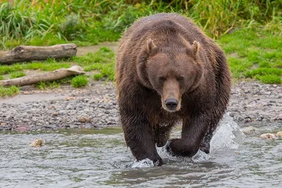 Фототур «Медведи и лососи» - Тур - Камчатка