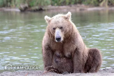 Молодой Камчатский Бурый Медведь Ursus Arctos Beringianus Ловит Лосося  Озере стоковое фото ©PetrSimon 331305884