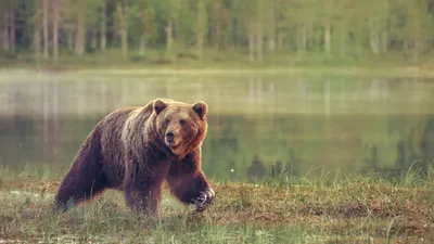 Медведи | Курильское озеро, Камчатка