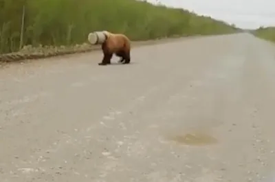 Медведи Камчатки. Фотограф Алещенко Сергей