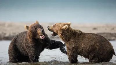 На Камчатке эксперты рассказали, как вести себя при встрече с медведем -  РИА Новости, 22.04.2019