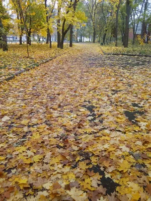 Каменка,ресторан \"Сайгон\" | Каменский район | Фотопланета