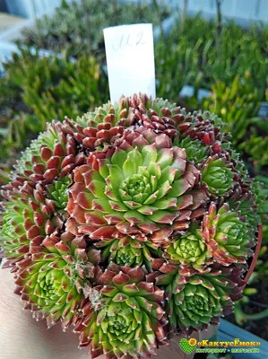 Молодило гибридное №1 (Sempervivum, семпервивум, живучка, каменная роза)