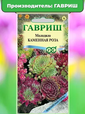 Молодила каменная роза очитки соккуленты: 40 грн. - Запчасти для телефонов  Днепр на Olx