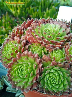 Каменная Роза (Sempervivum)