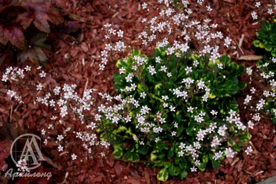 Камнеломка континентальная (Saxifraga fragosoi) - PictureThis