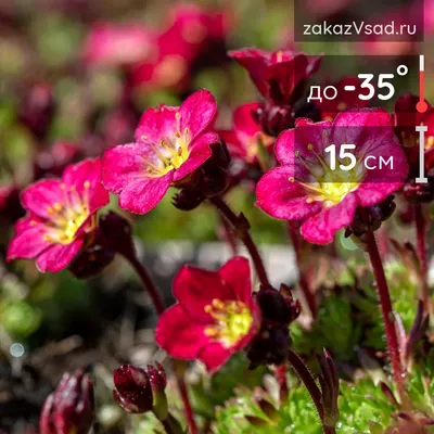 Камнеломка метельчатая (Saxifraga paniculata) - Камнеломка метельчатая -  Камнеломка - Многолетники - Каталог - LESKOVO-PITOMNIK.ru