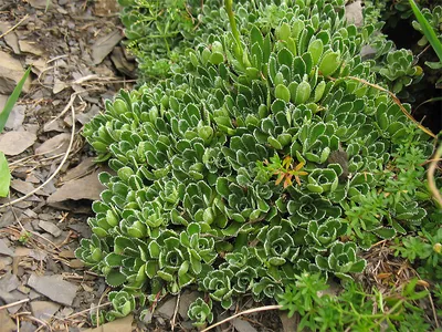 Купить Камнеломка метельчатая Saxifraga paniculata - в питомнике Флорини