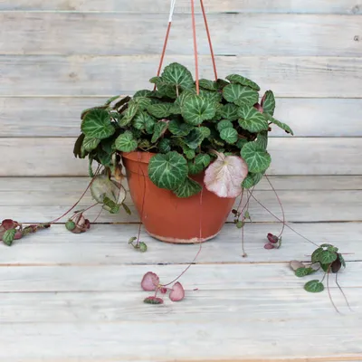 Камнеломка Арендса Розовая Saxifraga arendsii Lofty Pink Shades - купить  многолетники с доставкой по Украине в магазине Добродар