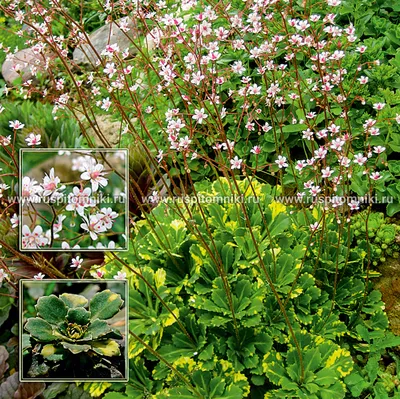 Коллекции растений ЦСБС СО РАН - Saxifraga stolonifera Curtis – Камнеломка  отпрысковая