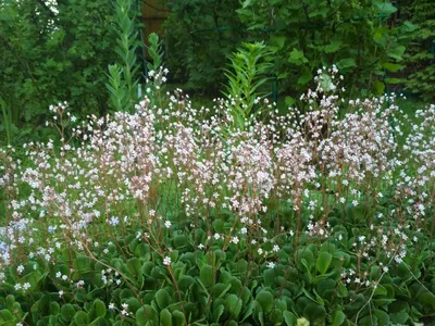 Камнеломка Арендса (Saxifrage х arendsii) - «Камнеломка из семян. Долгое и  обильное цветение.» | отзывы