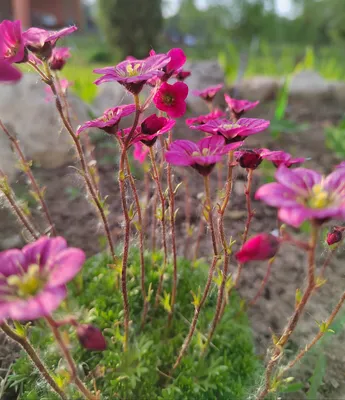 Камнеломка городская Variegata - Камнеломка - GardenPlants