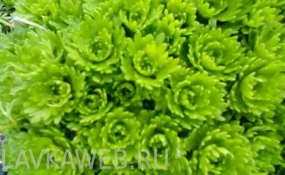 Коллекции растений ЦСБС СО РАН - Saxifraga stolonifera Curtis – Камнеломка  отпрысковая