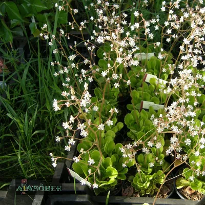 Камнеломка теневая Variegata — Купить саженцы в Екатеринбурге в  интернет-магазине питомника «Зеленый дом»