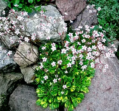 Камнеломка теневая (Saxifraga urbium) - Камнеломка теневая - Камнеломка -  Многолетники - Каталог - LESKOVO-PITOMNIK.ru