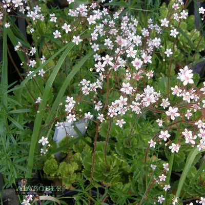 Камнеломка теневая «Вариегата» (Saxifraga urbium «Variegata») купить с  доставкой по Беларуси \"BuonRoza \"