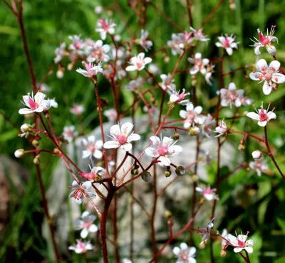 Камнеломка теневая Вариегата (Saxifraga umbrosa) С1 новинка — Питомник  Летний сад