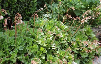 Saxifraga umbrosa 'Variegata', Камнеломка теневая 'Вариегата'|landshaft.info