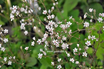 Камнеломка теневая \"Variegata\" купить в питомнике растений с доставкой по  Волгограду и Волгоградской области, рассада, выращивание, посадка и уход