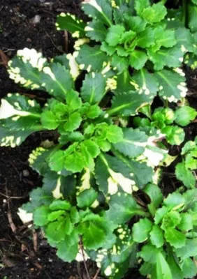 Купить Камнеломка теневая \"Вариегата\" (Saxifraga umbrosa 'Variegata') от  299 руб. в интернет-магазине Архиленд с доставкой почтой по Москве и в  регионы