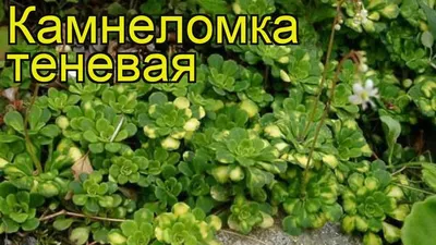 Фото многолетника: камнеломка теневая Aureopunctata (Saxifraga urbium) -  Частная коллекция Ирисов и Гладиолусов Ляшенко