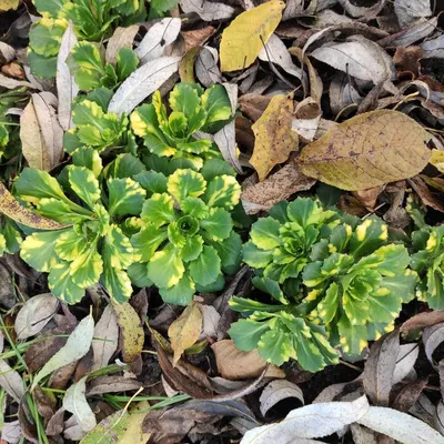 Купить Камнеломка теневая \"Вариегата\" (Saxifraga umbrosa 'Variegata') от  299 руб. в интернет-магазине Архиленд с доставкой почтой по Москве и в  регионы