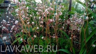 Камнеломка теневая, Saxifraga umbrosa