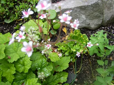 Saxifraga umbrosa 'Variegata', Камнеломка теневая 'Вариегата'|landshaft.info