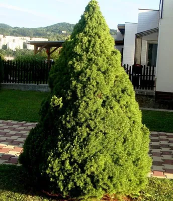 Ель Канадская Коника (Picea Conica) купить ель в Сергиев Посаде