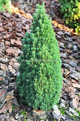 Канадская ель Коника. Продажа Picea glauca Conica в Петербурге