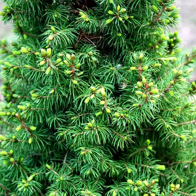 Picea glauca 'Conica December', Ель канадская 'Коника Децембер'