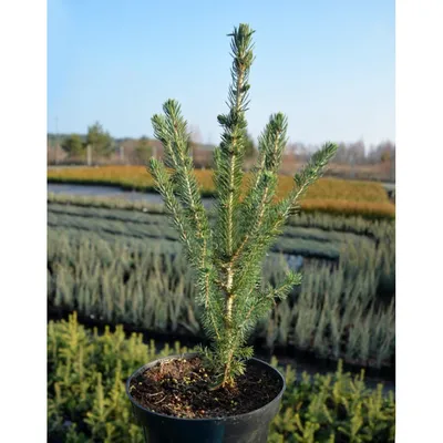 Канадская ель Коника. Продажа Picea glauca Conica в Петербурге