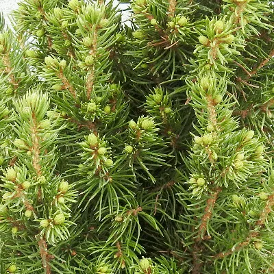 Ель канадская Сан он зе Скай/Солнце на Небе (сизая). (Picea glauca Sun on  the Sky) С20 купить в интернет-магазине ЦВІТСАД с доставкой по Украине