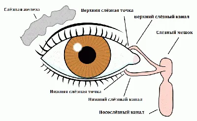 Почему болит внутренний уголок глаза