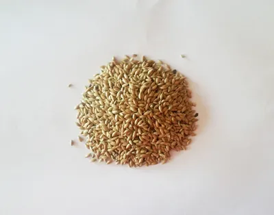Канареечник, продам канареечник, семена канареечника, канареечное семя —  Ukrboard