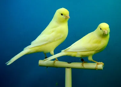 Gloster canary-Глостерская канарейка | Canary birds, Pretty birds, Pet birds