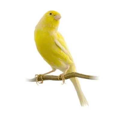 А Вы когда нибудь видели как поёт канарейка? Пение канарейки. | Singing  canary, Singing, Animals