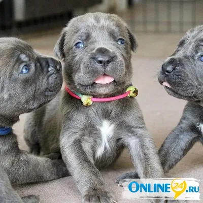 Кане-корсо: как ухаживать, описание породы🐕, характер, размер, фото