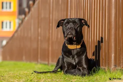 Щенок Кане-корсо 7 месяцев, 26 дней купить Омск | Pet-Yes